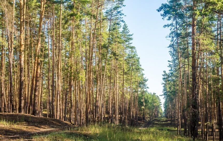 Как посадить дерево с детьми целый лес.